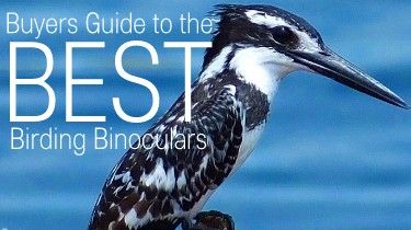 Choosing the Best Birdwatching Binoculars