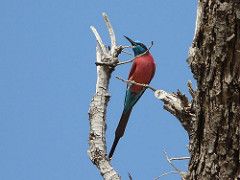 Northern Carmine Bee-eater Merops nubicus The Gambia