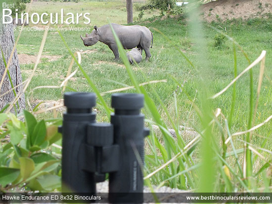 Hawke Endurance ED 8x32 Binoculars on Safari - Viewing Black Rhinos
